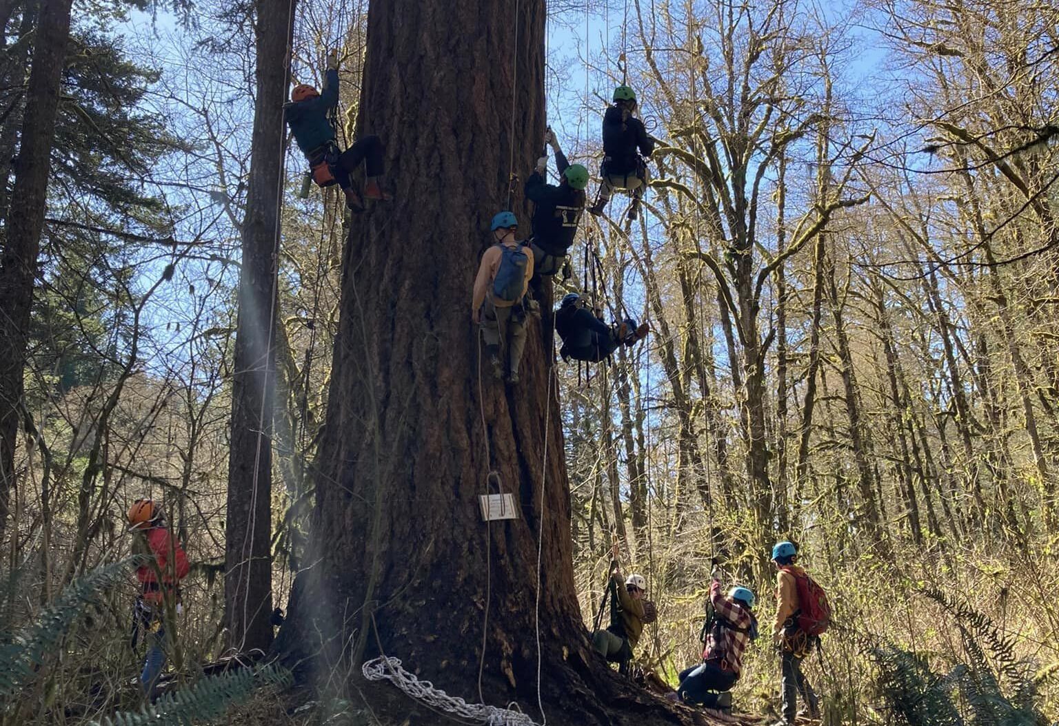 You are currently viewing Tree Climbing At Silver Falls